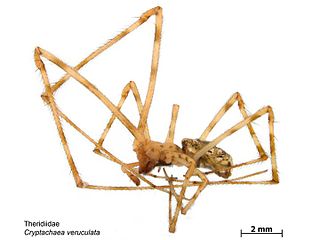 <i>Cryptachaea veruculata</i> Species of spider