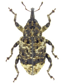 <i>Cryptorhynchus</i> Genus of beetles