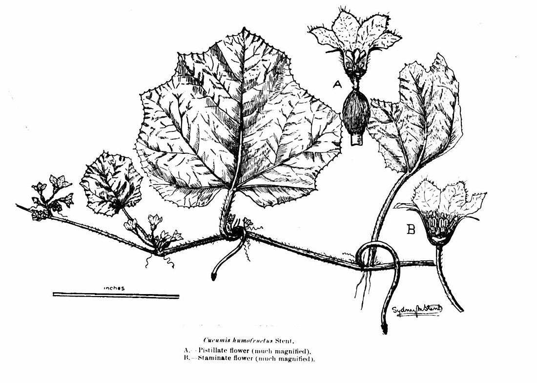 Cucumis humifructus