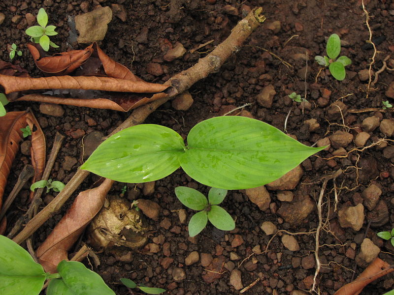 File:Curcuma-longa-plants-in-Koovery-1.jpg