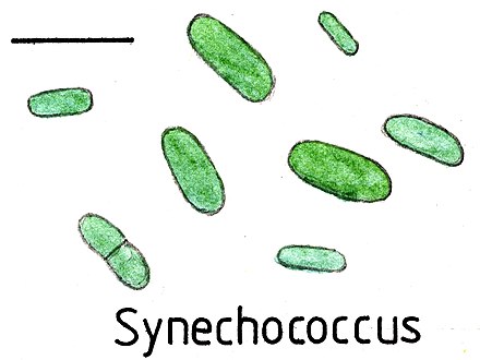 Synechococcus uses a gliding technique to move at 25 μm/s. Scale bar is about 10 µm.