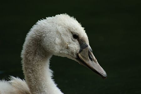 Cygnet, by Böhringer