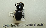 Thumbnail for Cylindrocaulus patalis