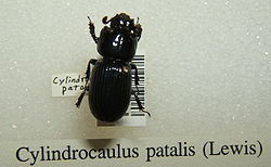 Cylindrocaulus patalis sjh.jpg