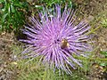 Cynara humilis