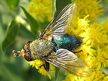 Cynomya mortuorum (male) - TopView 03.jpg