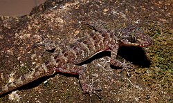 Cyrtodactylus seribuatensis (10.3897-zookeys.1139.96508.figure5) Pulau Mentigi Johor Malaysia.jpg