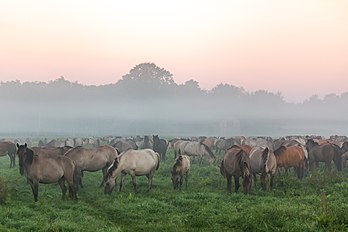 Cavalos de Dülmen na névoa matinal, reserva natural de Merfelder Bruch, Dülmen, Renânia do Norte-Vestfália, Alemanha. (definição 5 280 × 3 520)