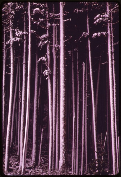 File:DOUGLAS FIRS 60 TO 80 YEARS OLD ADJACENT TO A CLEAR-CUT AREA AT BON JON PASS IN OLYMPIC NATIONAL TIMBERLAND... - NARA - 555123.tif