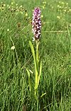 Dactylorhiza incarnata.jpg