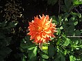 Dahlia 'Neon Splender'