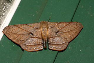 <i>Dalima patularia</i> Species of moth