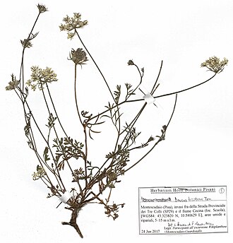 Specimen of Daucus broteri showing the stem, leaves, and flowers Daucus broteri - Erbario.jpg