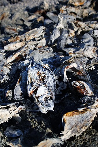 Dead fish on the western shore of Salton City
