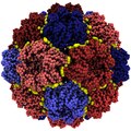 Decomposition into basic mechanical units of the cowpea chlorotic mottle virus (CCMV) capsid.