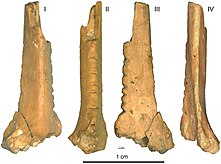 Decorated raven bone from the Zaskalnaya VI (Kolosovskaya) Neanderthal site, Crimea, Micoquian industry dated to between 38 and 43 cal kyr BP.jpg