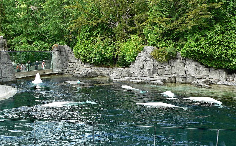 File:Delphinapterus leucas at Vancouver Aquarium.jpg