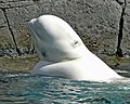 Vancouver Akvaryumu'nda bir beyaz balina.