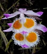 Dendrobium devonianum