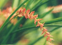 Dendrochilum javieriense