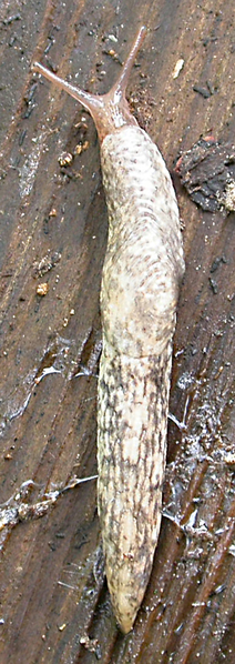 File:Deroceras reticulatum 5.png