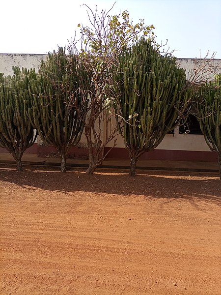 File:Desert grasses as ornamental plants.jpg