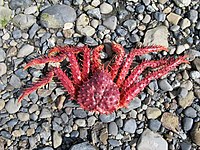 Lithodes santolla