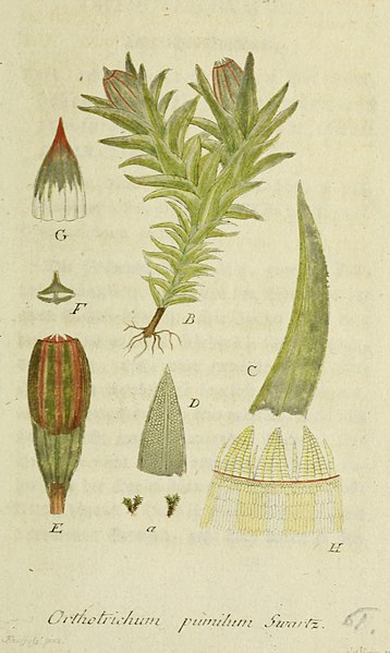 File:Deutschlands flora in abbildungen nach der natur (1818) (20701449730).jpg