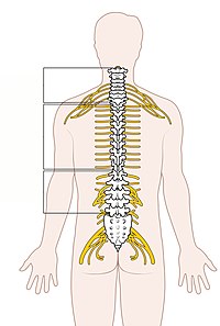 Diagram of the Spinal Cord Unlabeled.jpg