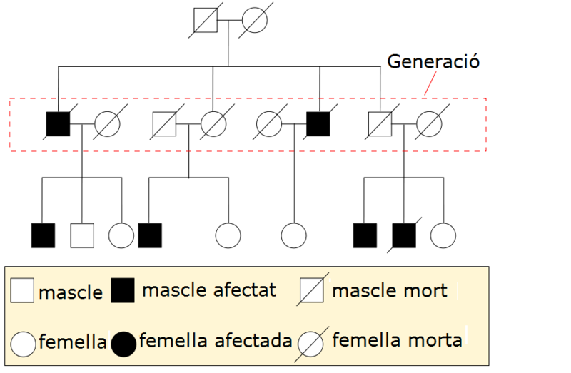 File:Diagrama de pedigrí.png