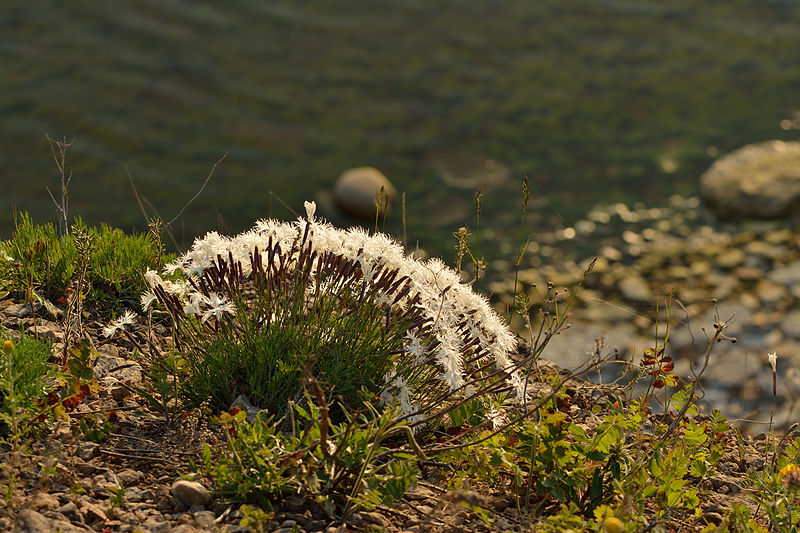 File:Dianthus arenarius arenarius - nõmmnelk Pakri2.jpg