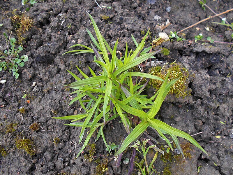 File:Dianthus superbus 2017-04-30 9078.jpg