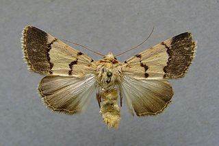 Dichagyris imperator