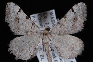 <i>Digrammia delectata</i> Species of moth