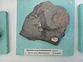 Distoloceras belimelensis sp.n. Lower en:Hauterivian, en:Belimel, Montana Province, Cr1 970X1 (Coll. G. Mandov) at the en:Sofia University "St. Kliment Ohridski" Museum of Paleontology and Historical Geology