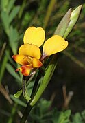 Diuris brockmanii