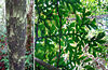Dracontium gigas, an arum tree (9161057453).jpg