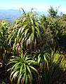 Dracophyllum traversii