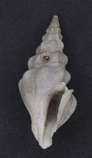 <i>Drillia dunkeri</i> species of mollusc