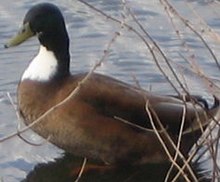 Duclair duck crop.jpeg