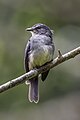 * Nomination Dusky-blue flycatcher (Muscicapa comitata aximensis) --Charlesjsharp 19:44, 1 December 2023 (UTC) * Promotion  Support Good quality. --Poco a poco 20:34, 1 December 2023 (UTC)