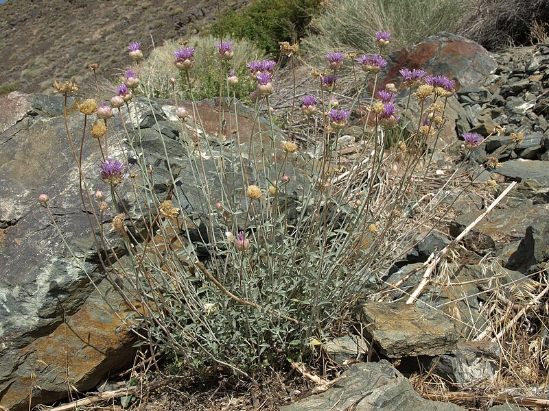 File:Eastern Sierra pennyroyal, Monardella linoides ssp. sierrae (15756408994).jpg