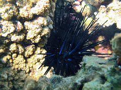 Oursin diadème bleu (Echinothrix diadema)