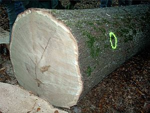 Wald In Deutschland: Gesetzliche Definition, Waldfläche, Waldbesitzer