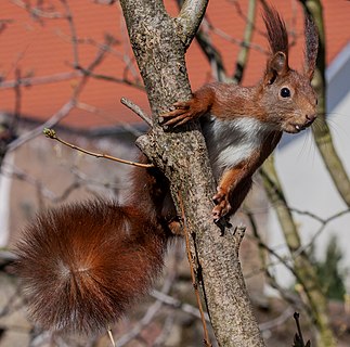 Sciurus vulgaris