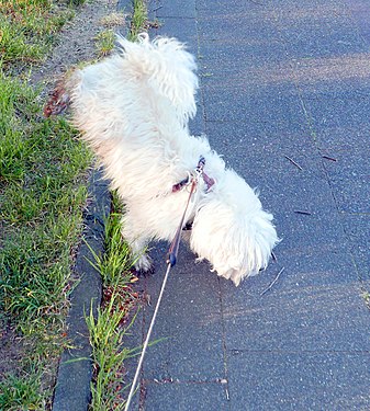 A Westiepoo urinates in front paw stand