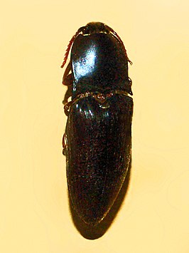 Lanelater substriatus