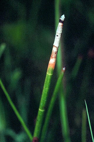 <i>Eleocharis equisetoides</i> Species of grass-like plant