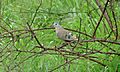 Emerald-spotted Wood-Dove (Turtur chalcospilos) (5997859692).jpg