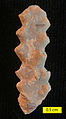 Enallhelia, a Callovian (Middle Jurassic) scleractinian coral from the Matmor Formation of southern Israel.